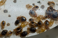 Bed Bug Nest