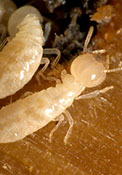 Termite