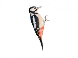 Woodpecker